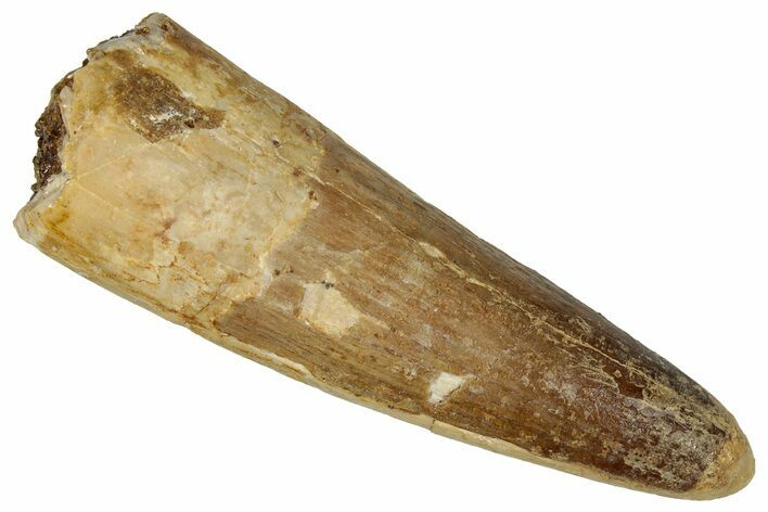 Fossil Spinosaurus Tooth - Real Dinosaur Tooth #360134